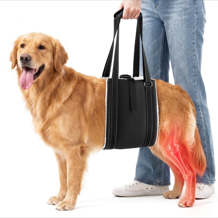 Dog lift harness supporting a golden retriever